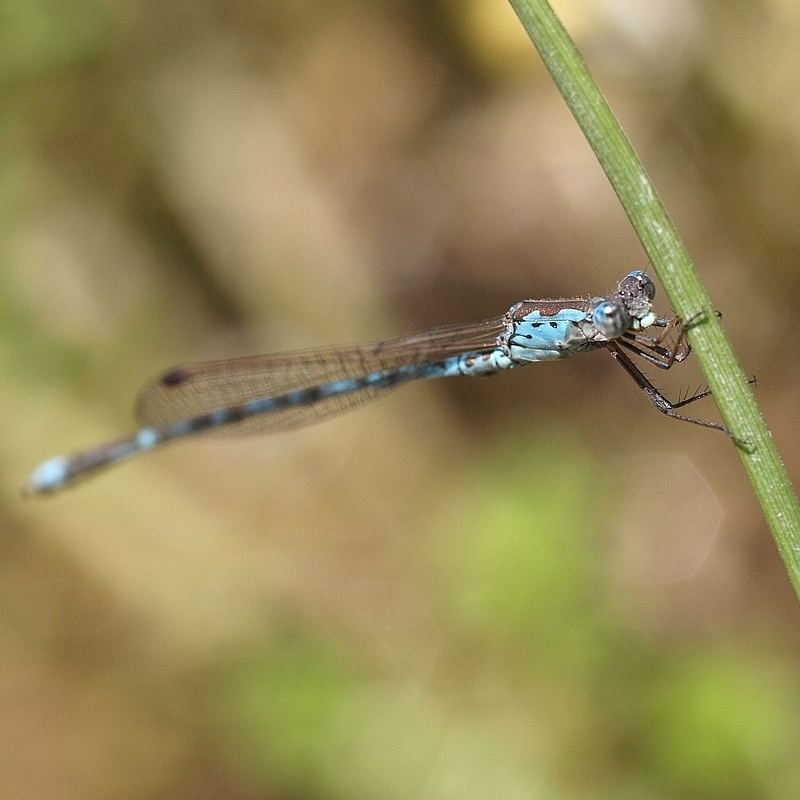Indolestes peregrinus