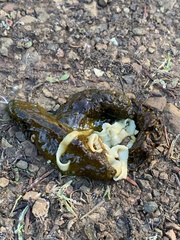 Cestoda
