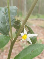 Solanum corifolium