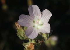 Sidalcea hickmanii anomala