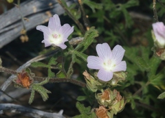 Sidalcea hickmanii anomala
