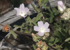 Sidalcea hickmanii anomala