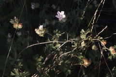 Sidalcea hickmanii anomala