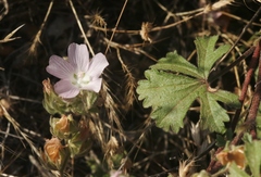 Sidalcea hickmanii anomala