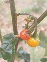 Solanum corifolium