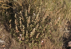 Sidalcea hickmanii anomala