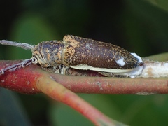 Rhytiphora decipiens