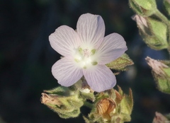 Sidalcea hickmanii anomala