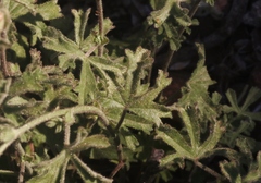 Sidalcea hickmanii anomala