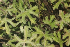 Sidalcea hickmanii anomala