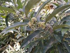 Buddleja sessiliflora