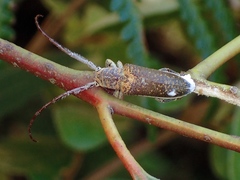 Rhytiphora decipiens