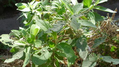 Buddleja sessiliflora