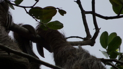 Choloepus didactylus