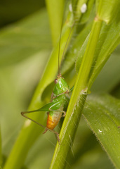 Conocephalus saltator