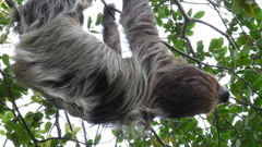 Choloepus didactylus