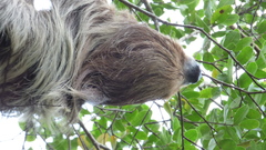 Choloepus didactylus