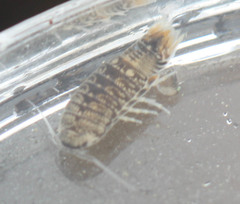Cymothoida