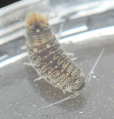 Cymothoida