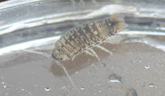 Cymothoida