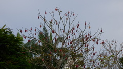 Pseudobombax munguba