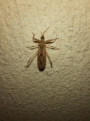 Oncocephalus validispinis