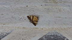 Eulepidotis julianata