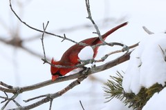 Cardinalis cardinalis