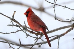 Cardinalis cardinalis