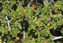Ceanothus foliosus medius