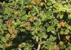 Ceanothus foliosus medius