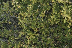 Ceanothus foliosus medius