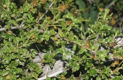 Ceanothus foliosus medius