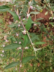 Lippia alba