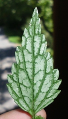 Lamium galeobdolon flavidum