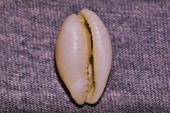 Staphylaea limacina