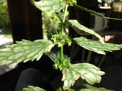 Lamium galeobdolon flavidum