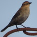 Rusty Blackbird - Photo (c) Chevaun, some rights reserved (CC BY-NC), uploaded by Chevaun