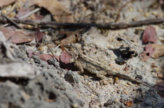 Agama armata