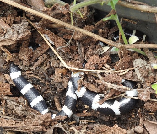 Eastern Bandy Bandy sighting