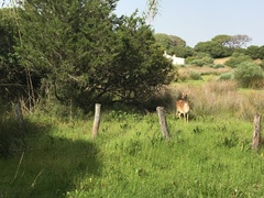 Cervus elaphus