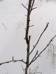 Betula