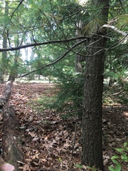 Byssocorticium pulchrum