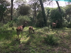 Cervus elaphus