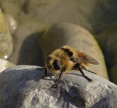 Cephenemyia stimulator