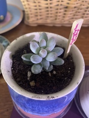 Pachyphytum