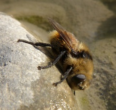 Cephenemyia stimulator