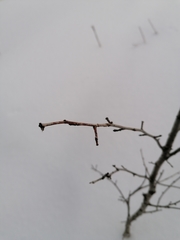 Betula