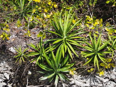 Agave decipiens