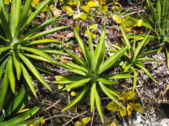 Agave decipiens